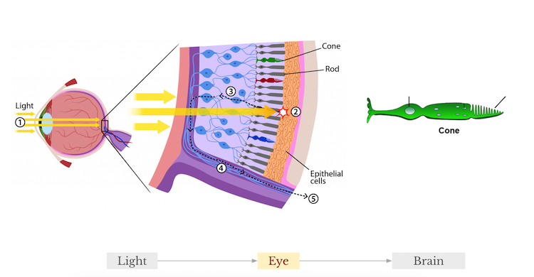 A medical illustration of the inside of a human eye, how light passes through the eye and hits cones